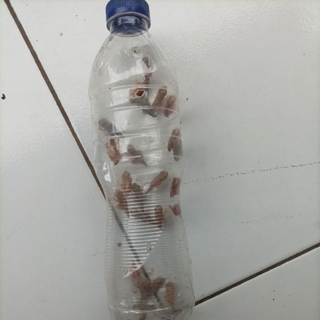 kecebong berkaki, berudu berkaki anak katak buat GT lele / pakan predator / reptil