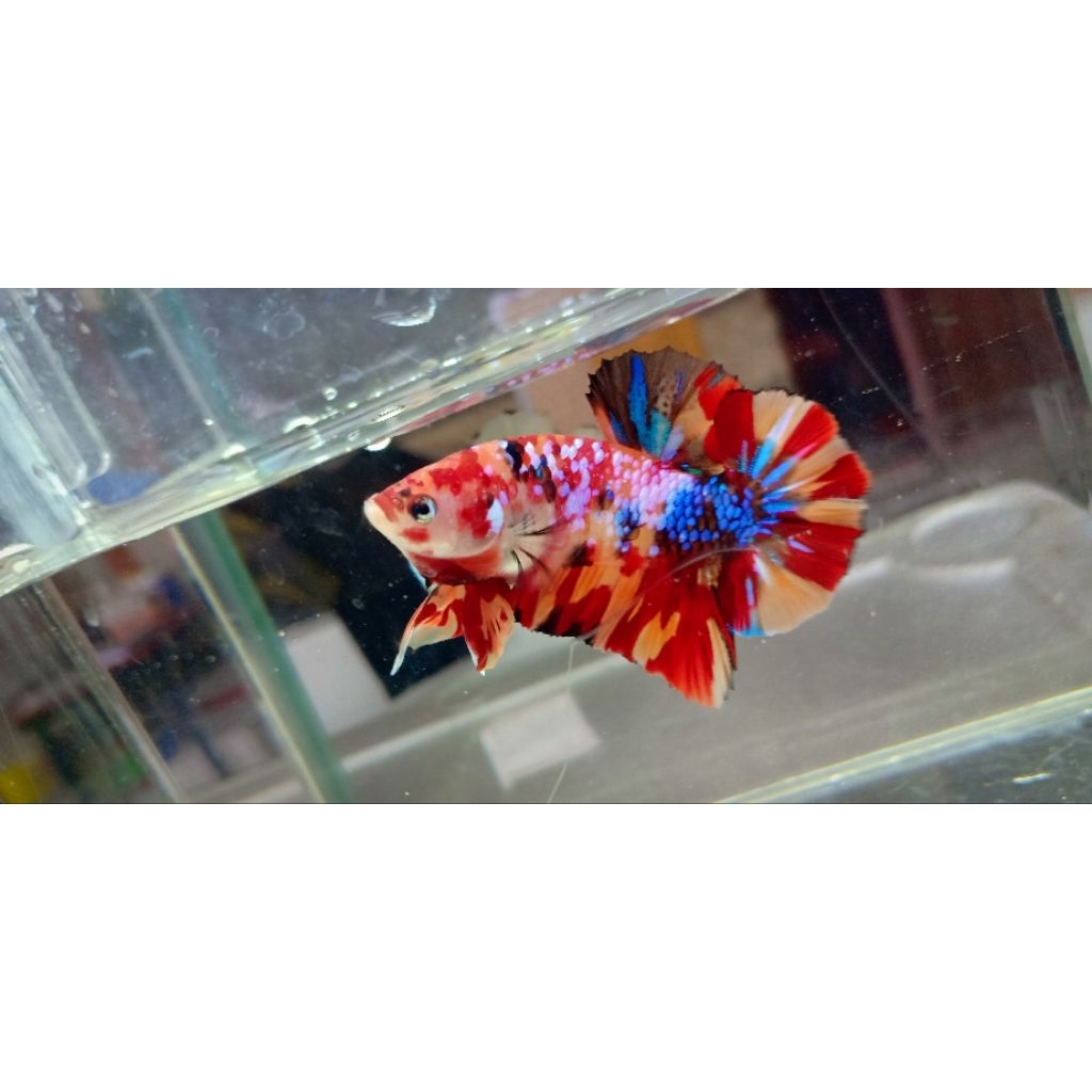 Sepasang Indukan Cupang hias Random