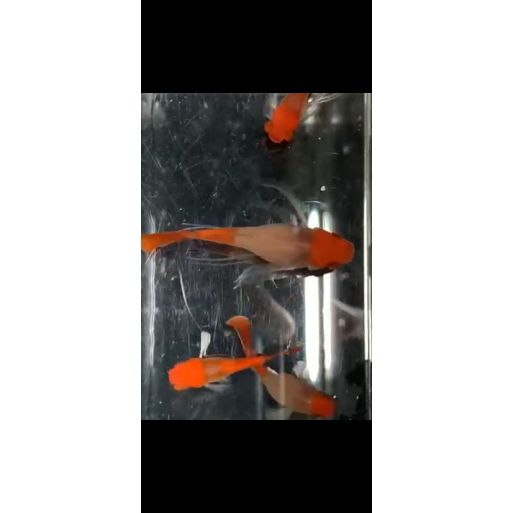 stiker guppy albino koi