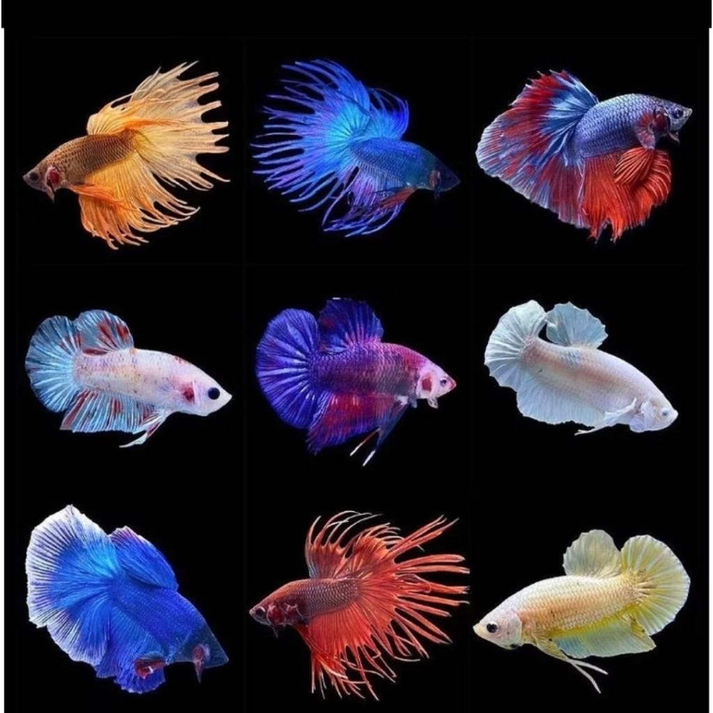 30 Ikan Cupang Betta Betta Big Ear, Rosetail, dan Halfmoon