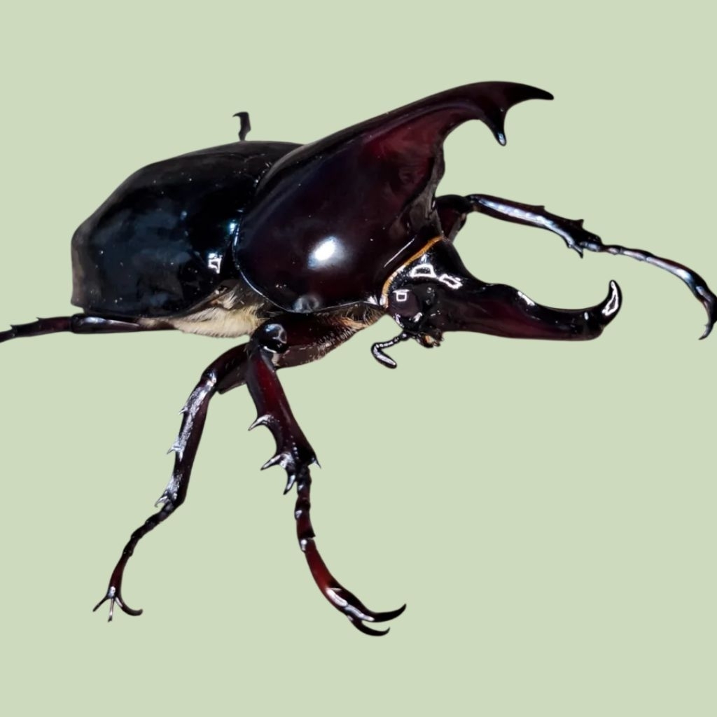 koleksi Kumbang Tanduk Hidup Xylotrupes Gideon (Kumbang Badak) - Jantan/Betina