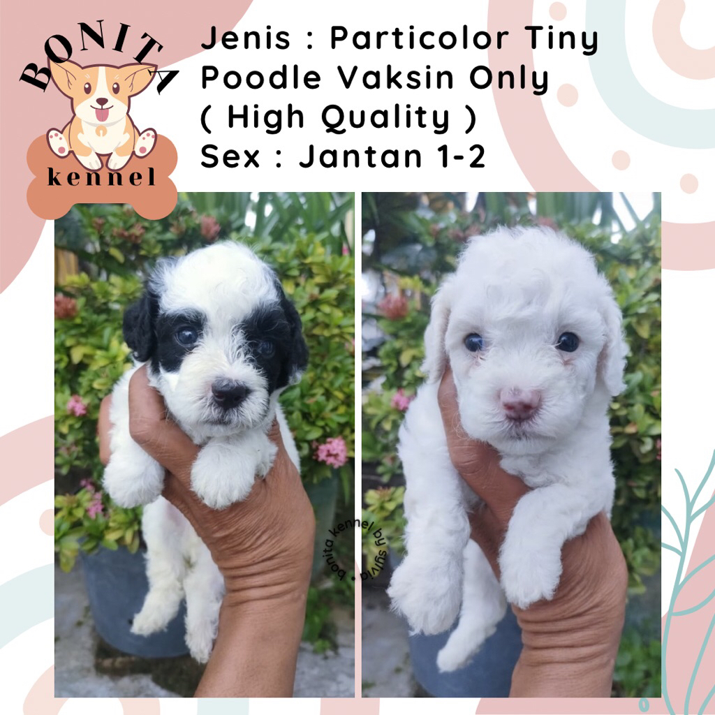 Particolor Tiny Poodle Non Stambum Anak Anjing Poodle Jantan Betina