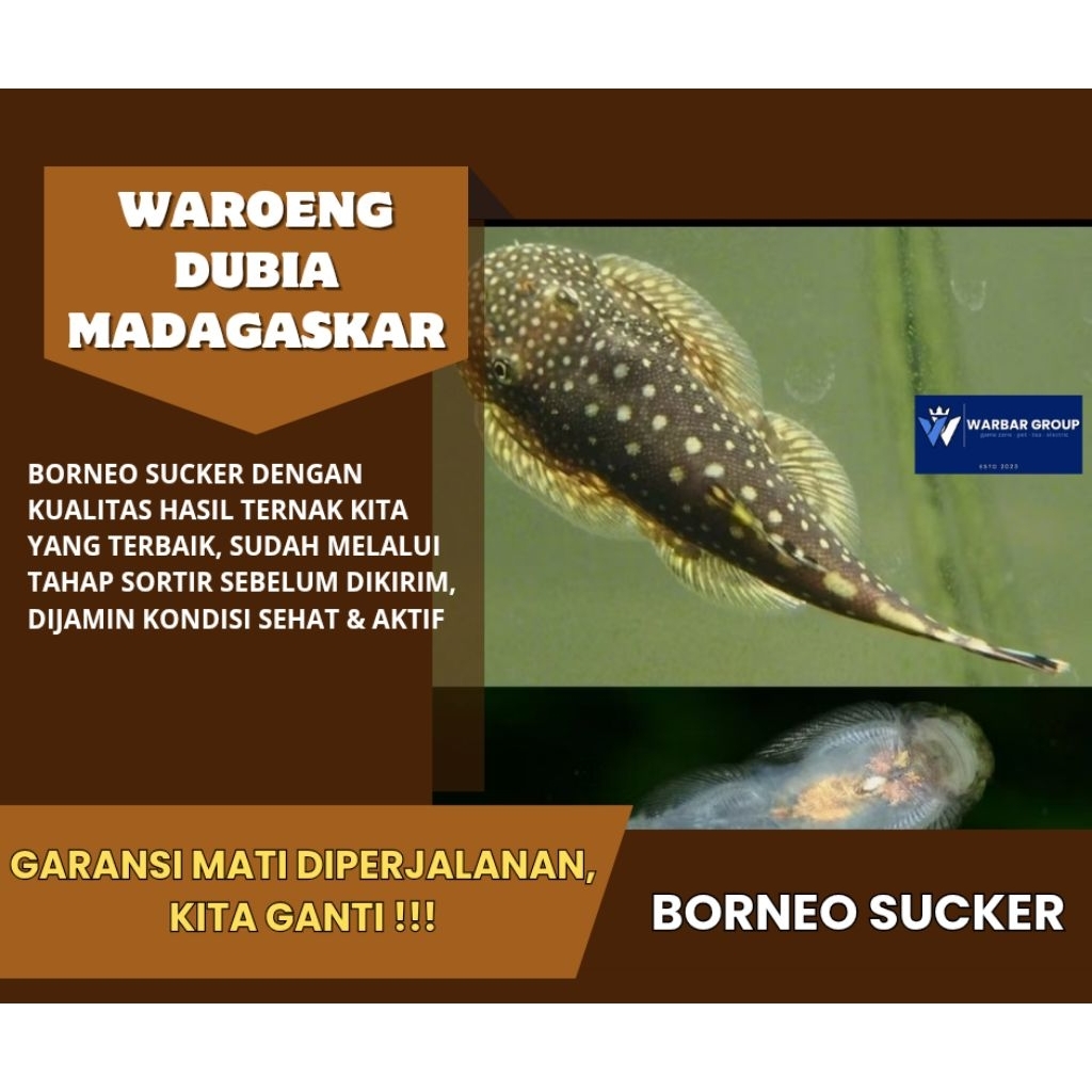 Ikan hias borneo sucker pembersih lumut akuarium KUALITAS GRADE A ( GARANSI )
