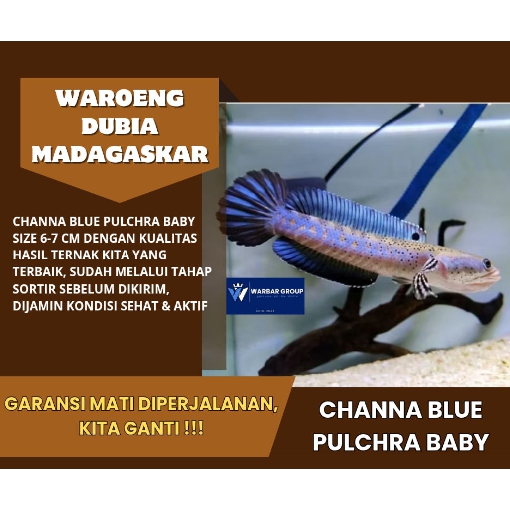 Ikan hias channa pulchra blue baby KUALITAS GRADE A ( GARANSI )