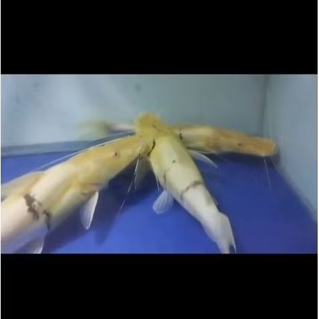 Ikan lele TSN albino 35-40cm