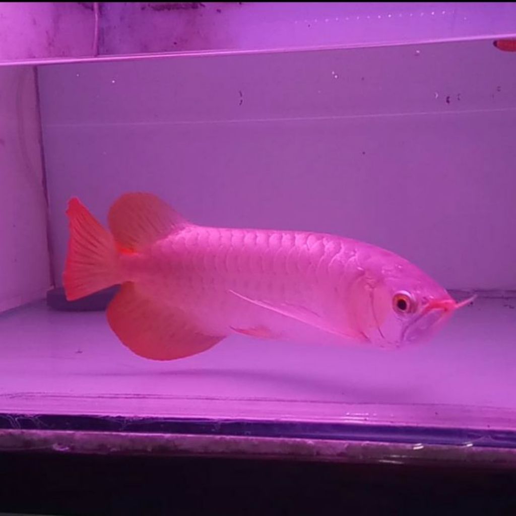 Arwana Super Red 35-40cm Lengkap Sertifikat & Chip