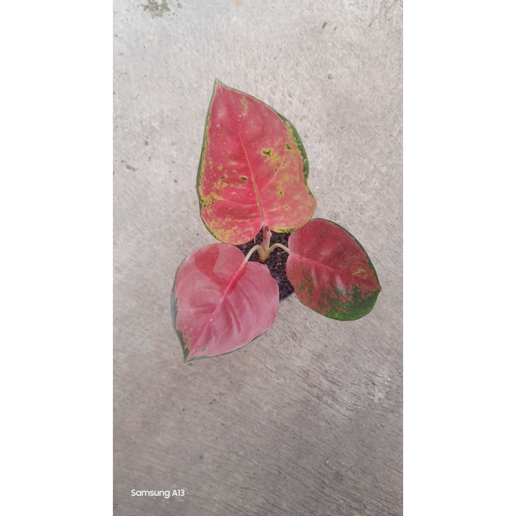 Aglonema KOCIN BROWNIES/ BROWNIS (Size Remaja)