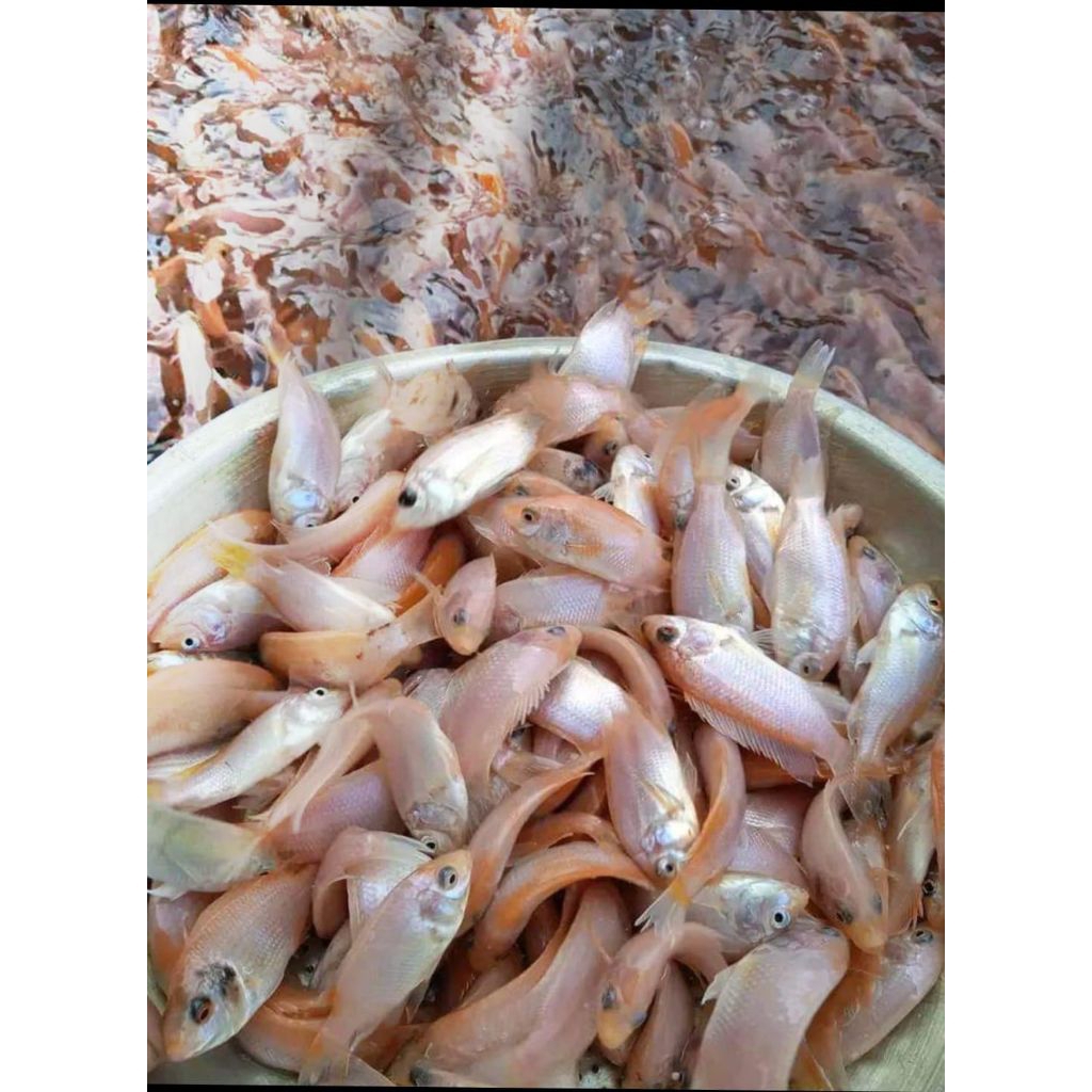 Nila Bangkok bukan Monosex uk 7 9 Bibit Ikan