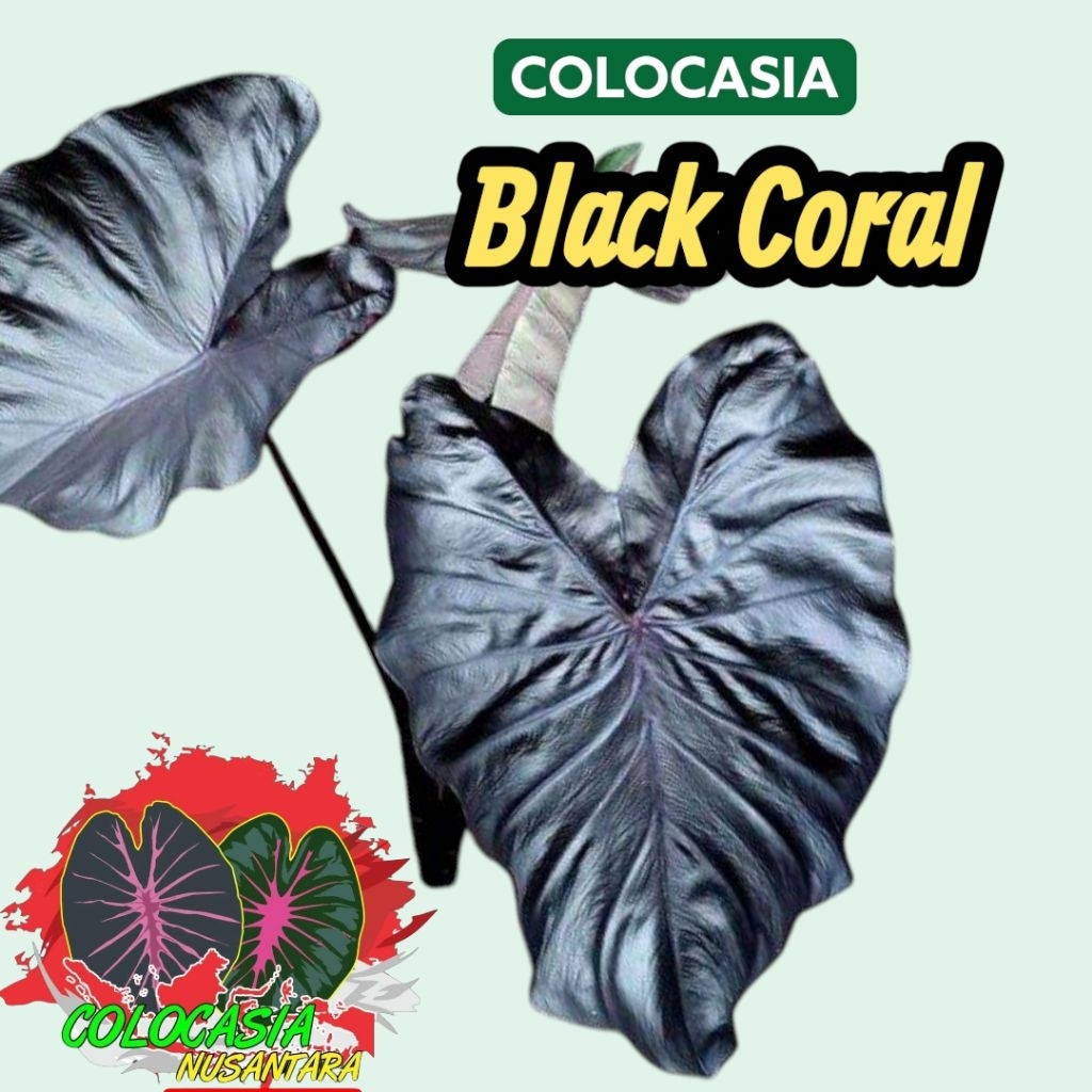 Colocasia Black Coral