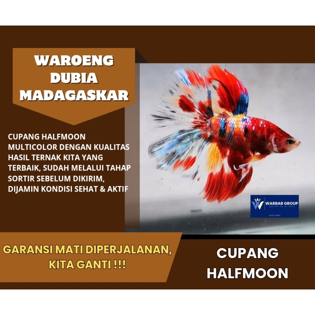 Ikan cupang halfmoon multicolor KUALITAS GRADE A ( GARANSI )