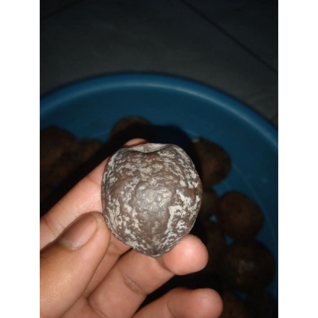 Muncang kemiri adu JENIS ETI BULAT