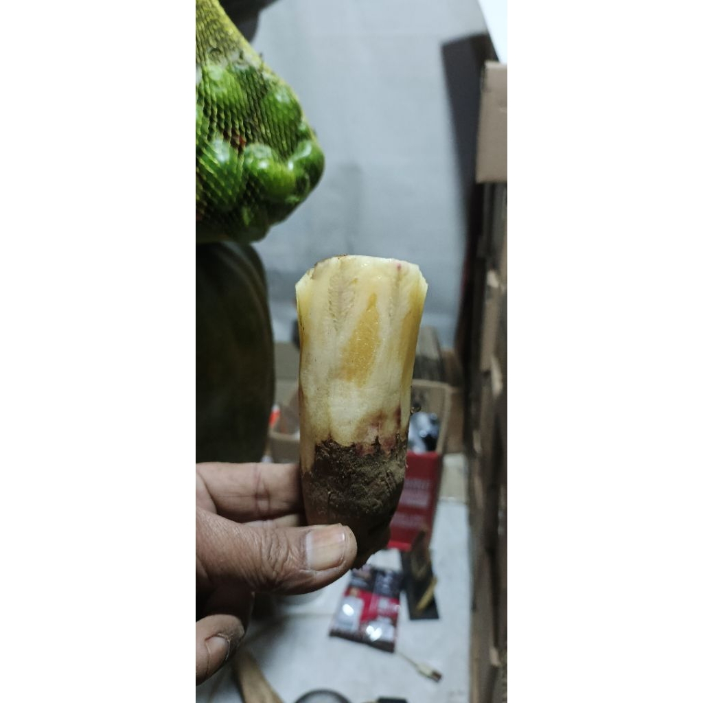 Umbi Yakon dieng top