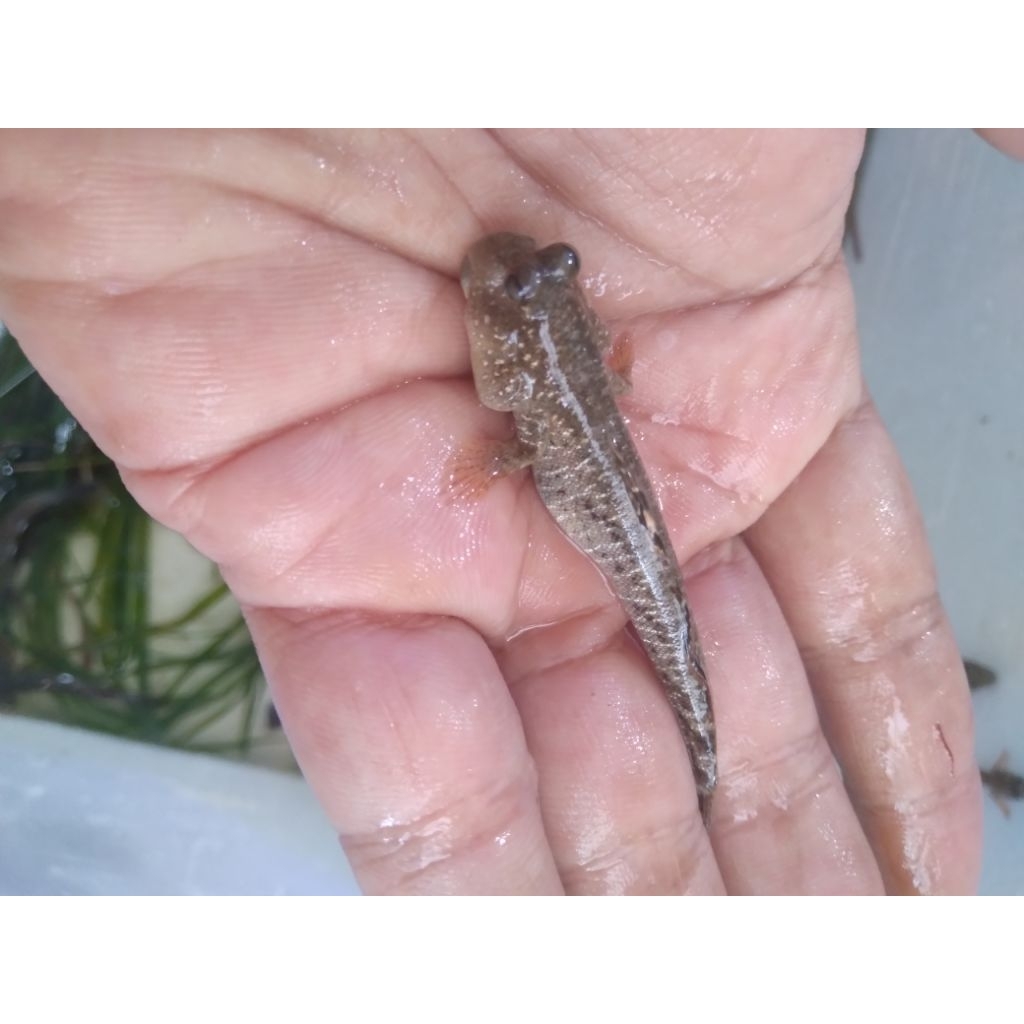 Jabing Glodok Darat - Mudskipper Goby