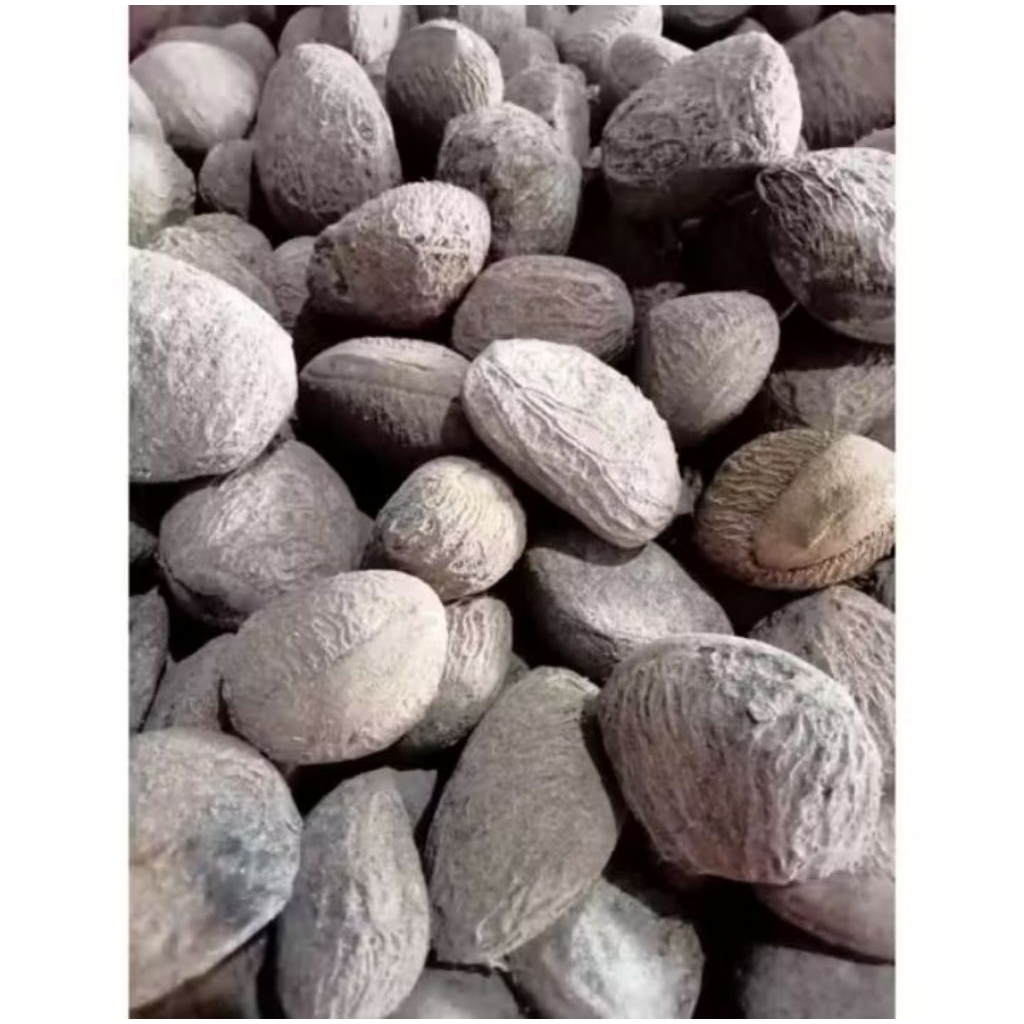 kluwek utuh mentah segar per 1 kg bahan mentahan untuk bumbu rawon