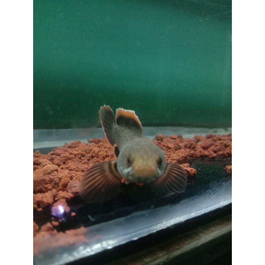 PATUNG LIMBATA CB LAWU 6/8CM