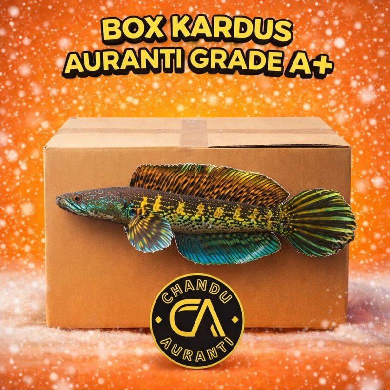 Box Kardus Channa Auranti WC/CB 7-9cm Calon Gondrong Bahan Mantul Grade A+