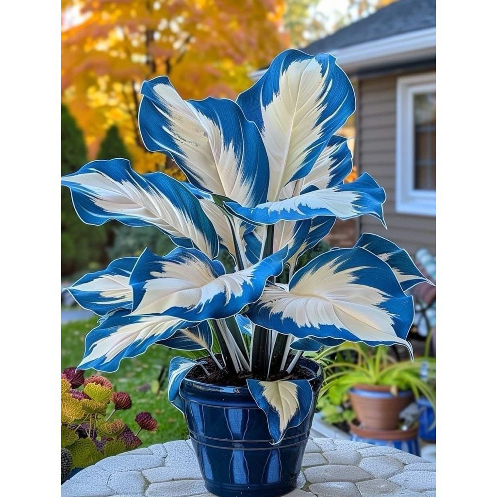 bibit bonggol alocasia keladi thailand blue white