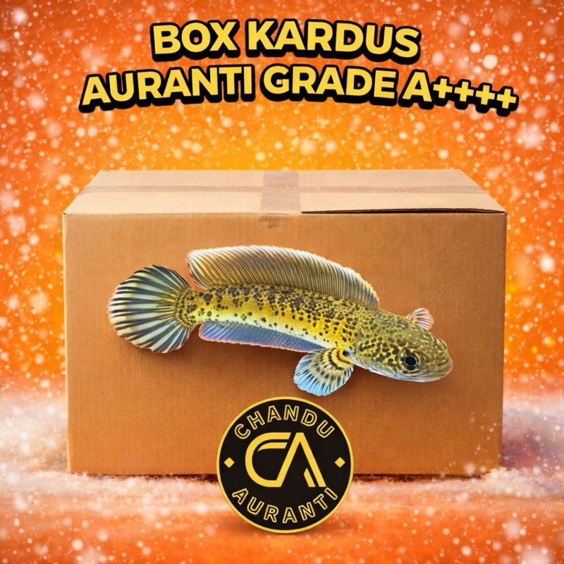 Box Kardus Channa Auranti WC/CB 10-15cm Gondrong Pajangan Aquarium Lebaran Grade A++++