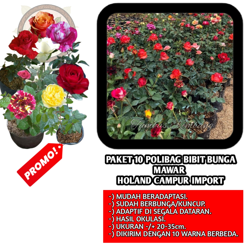 PROMO!!PAKET 10 Bibit Tanaman Mawar (rosa) RANDOM Warna (HOLAND CAMPUR IMPORT) - Sehat, Bebas Penyak