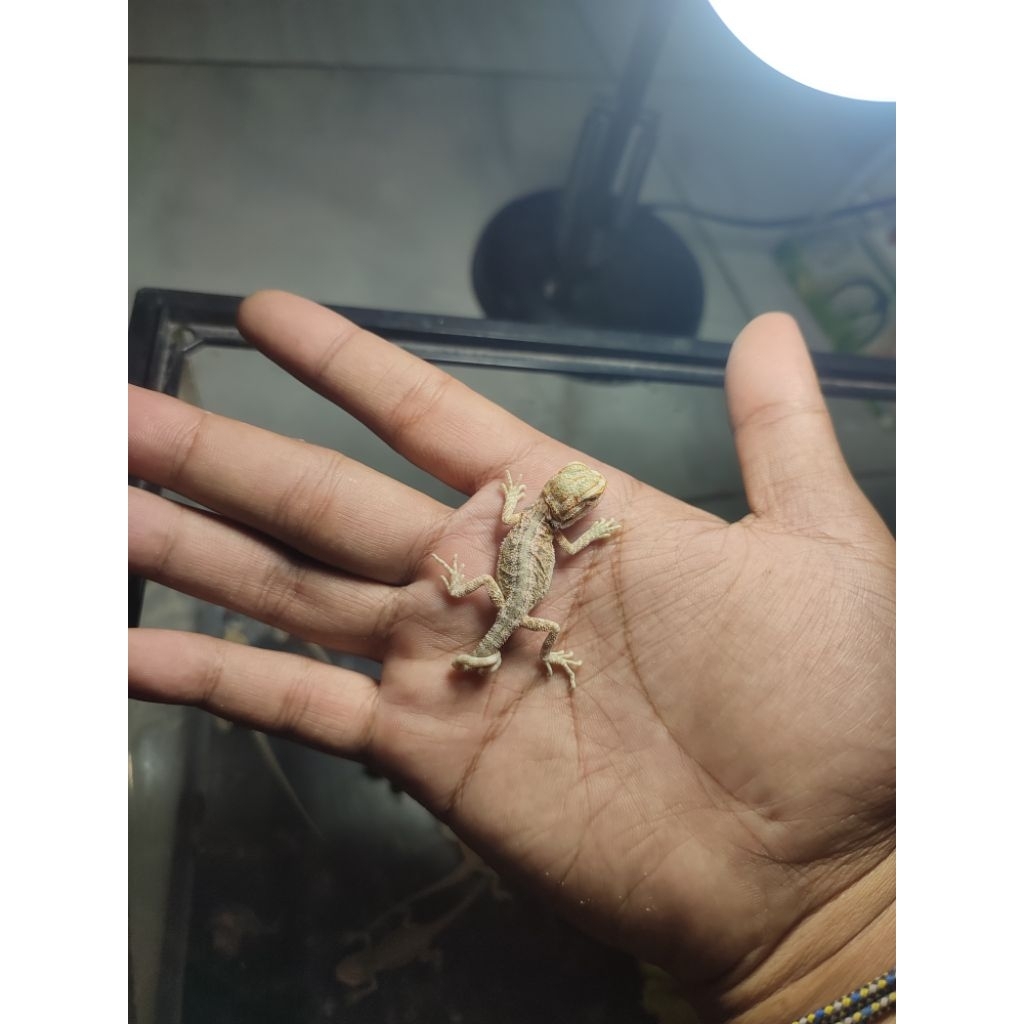 kartu mainan BD hypo baby minusan