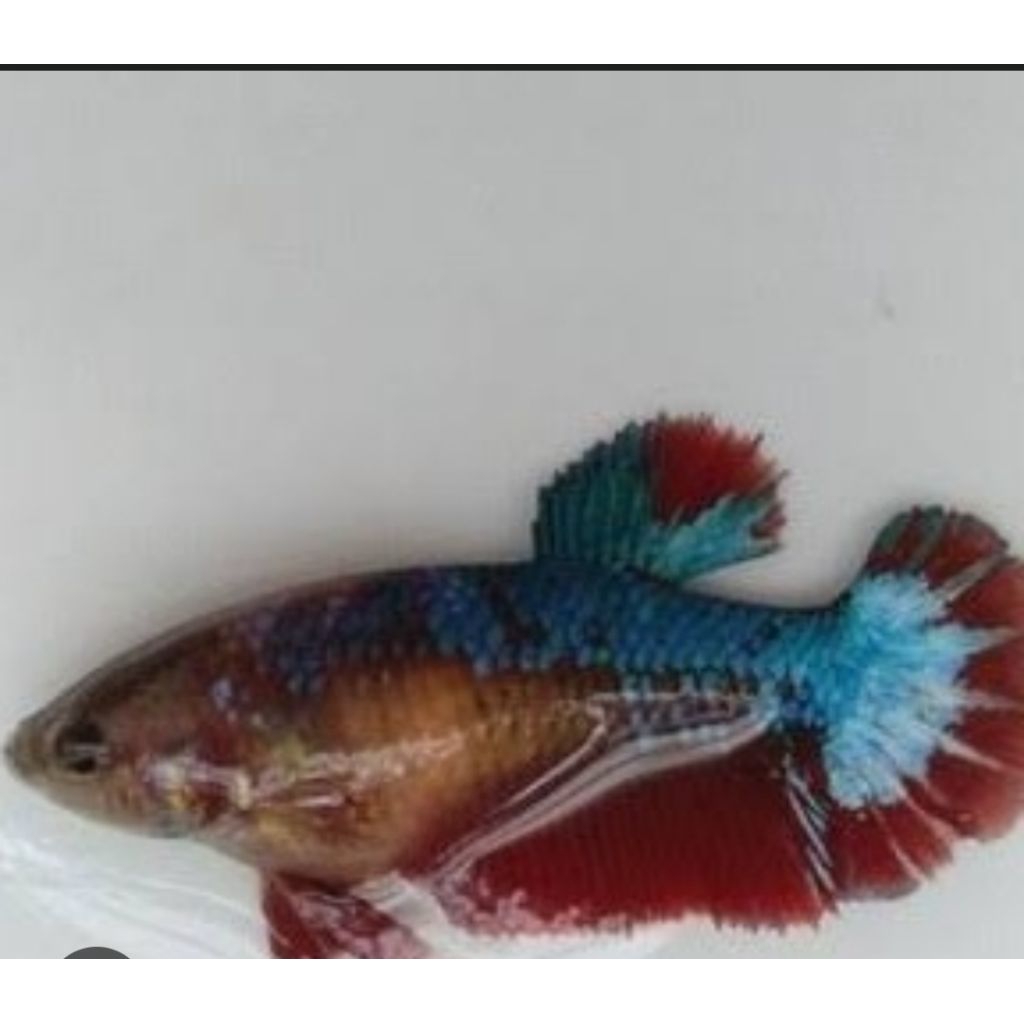 paketan cupang halfmoon betina 3