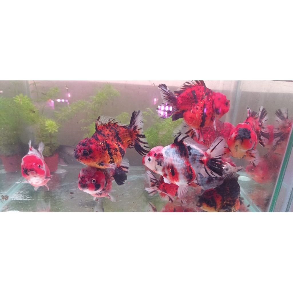 KOKI JUMBO PANCA WARNA/KOKI BAGONG PANCA WARNA CALICO