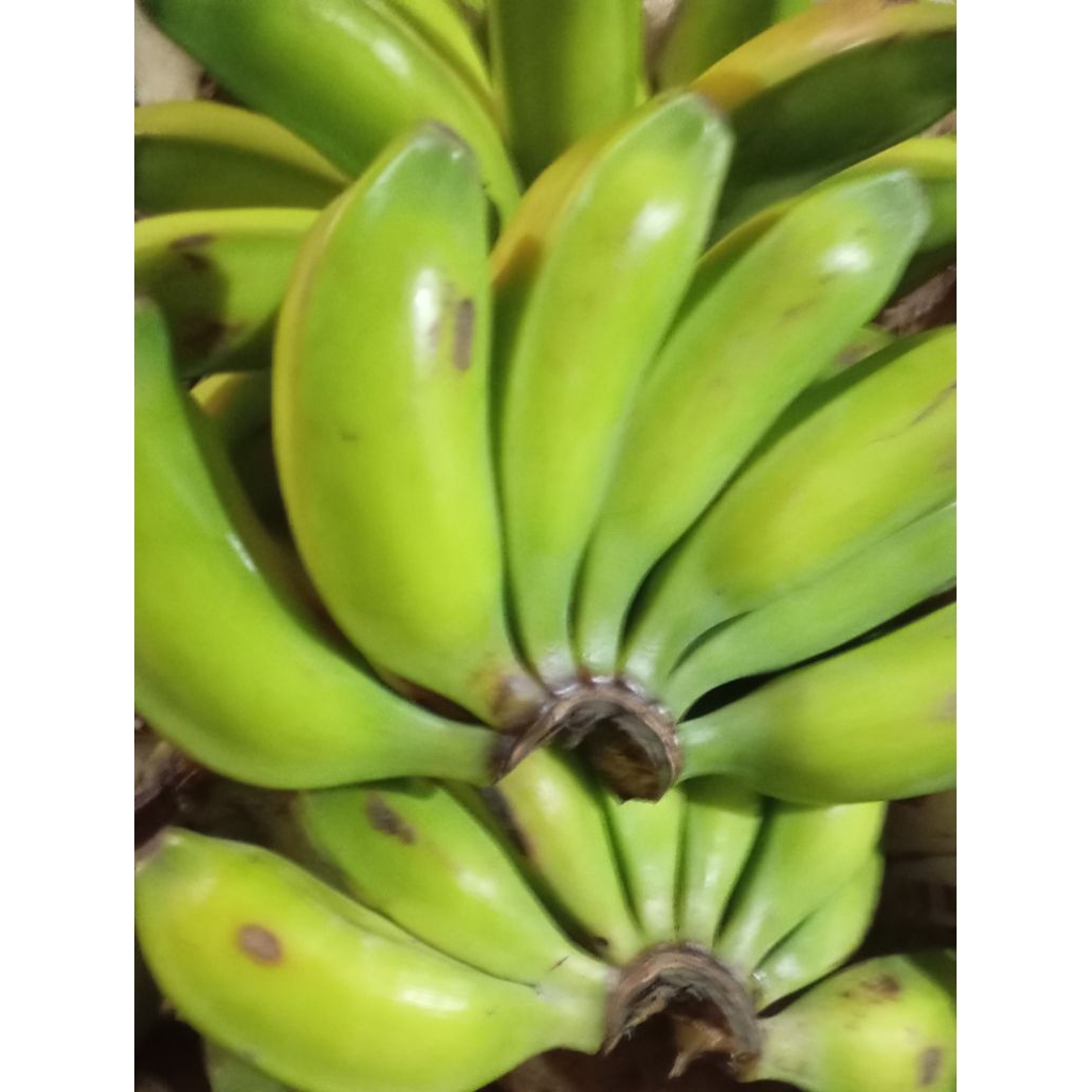 Gedang Kluthuk klutuk / Pisang batu sisir