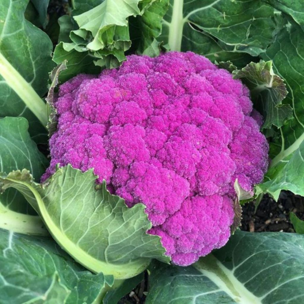 50 BIJI BENIH BROKOLI UNGU