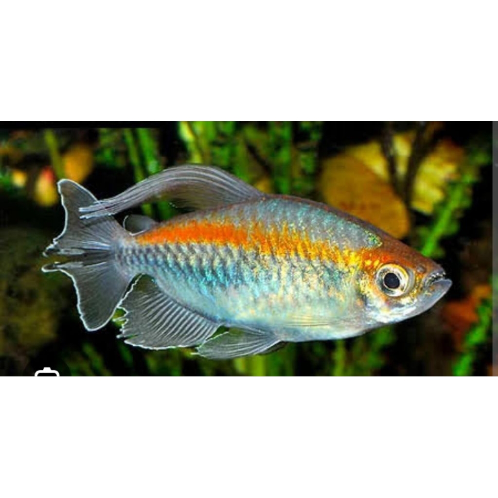 Congo tetra male