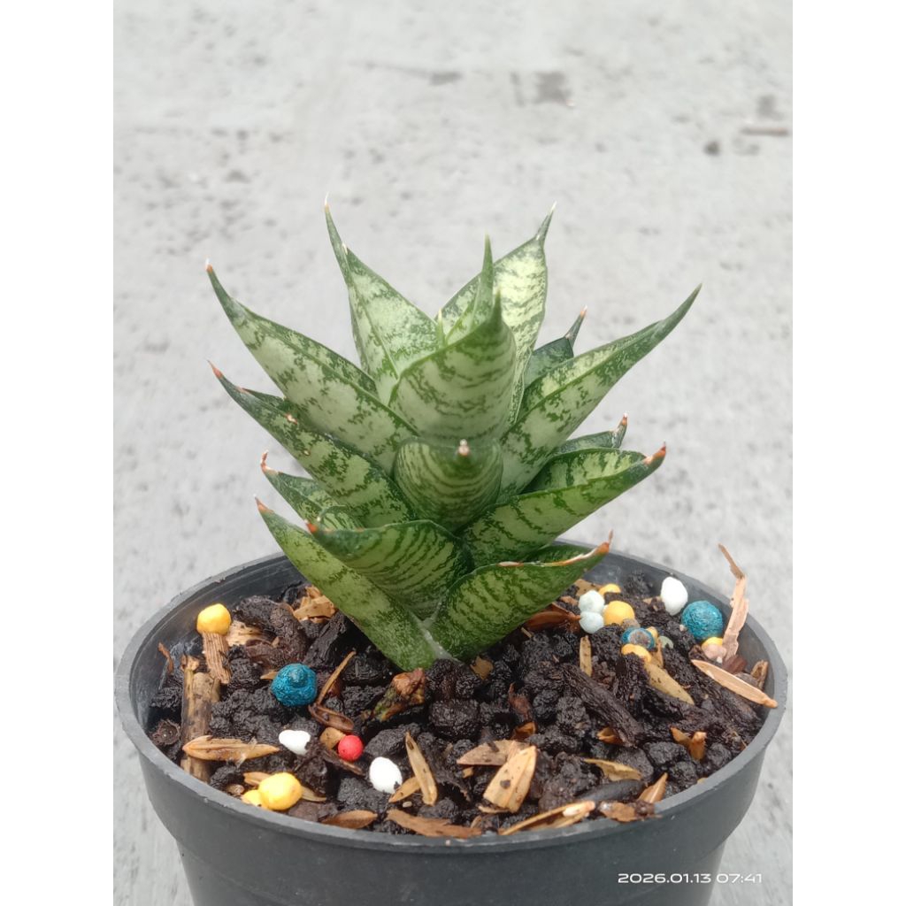 Sansevieria Hybrid KEISYA
