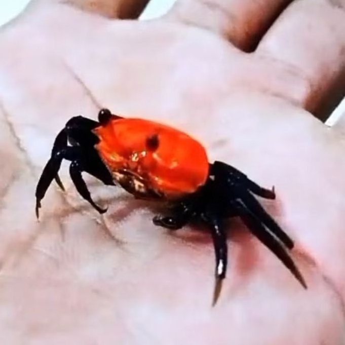 Kepiting Hias Super Red