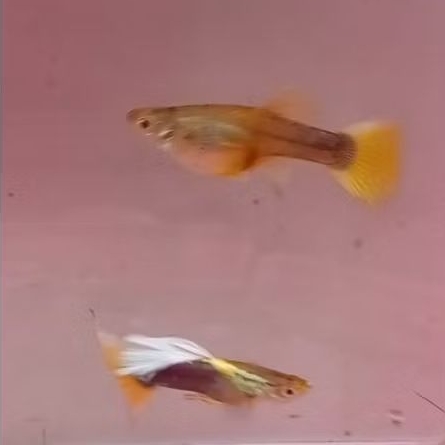 Stiker Aquarium Guppy HB Yellow