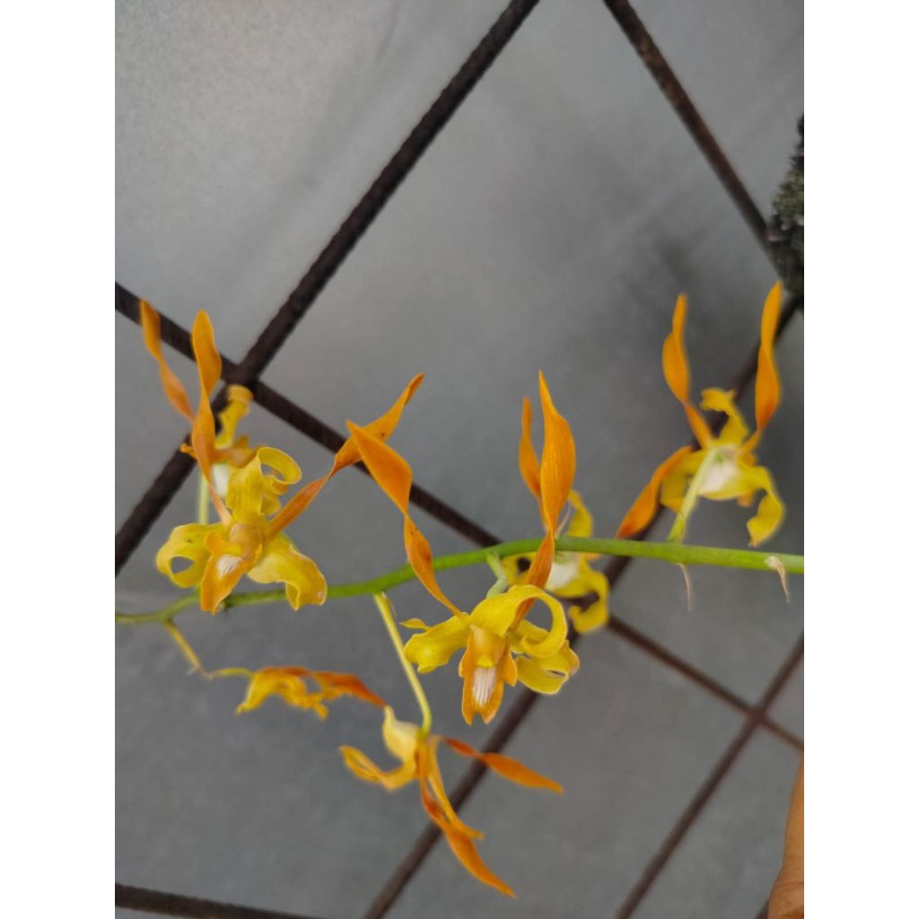 Dendrobium Tangerinum