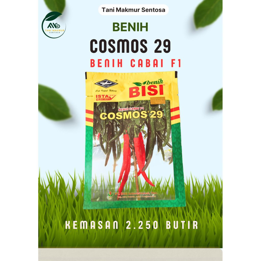 BENIH CABAI BESAR COSMOS 29 F1 HIBRIDA ORIGINAL