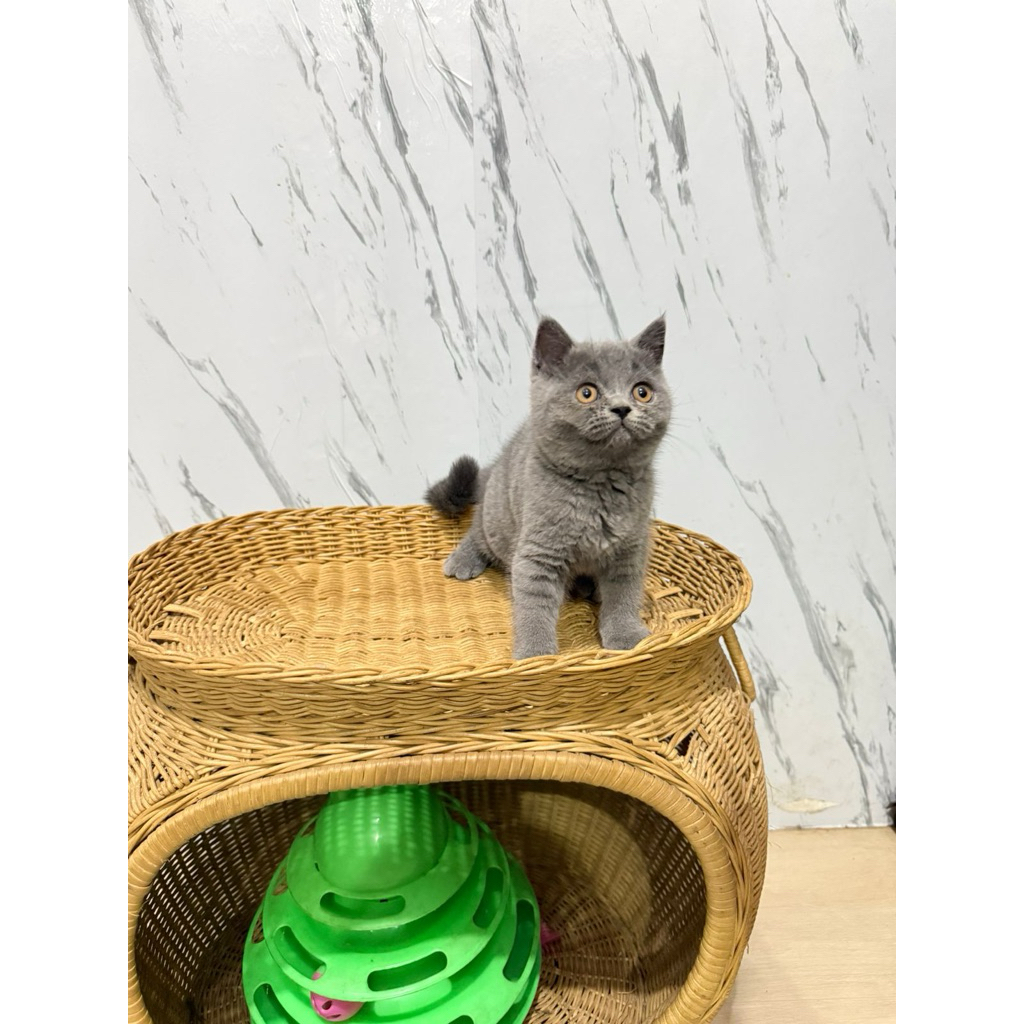 british shorthair