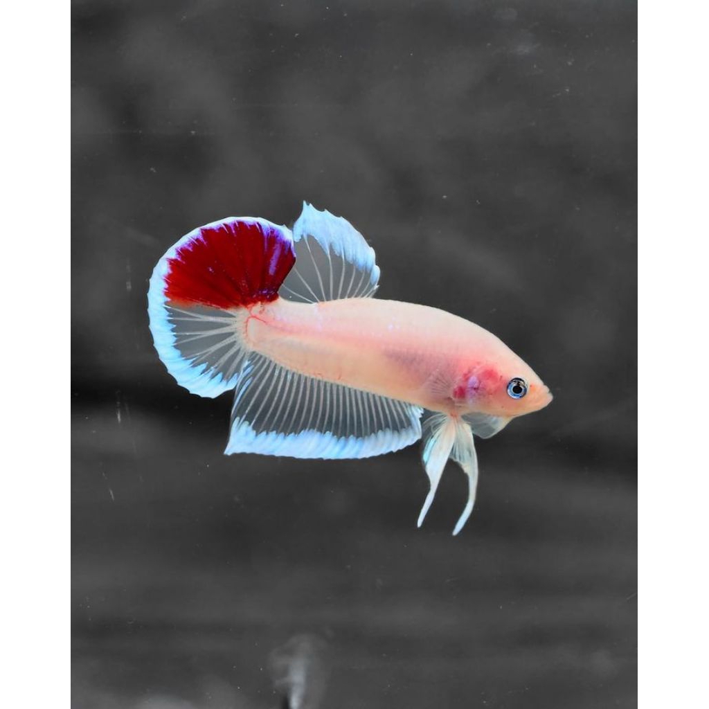 Koi Candy Multicolor | Koi Candy Anakan