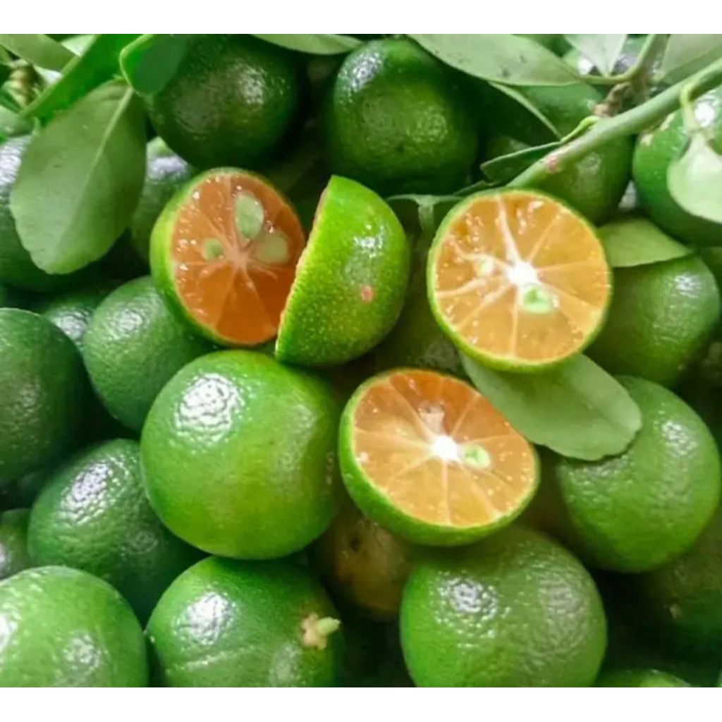 jeruk peras sonkit/ kunci