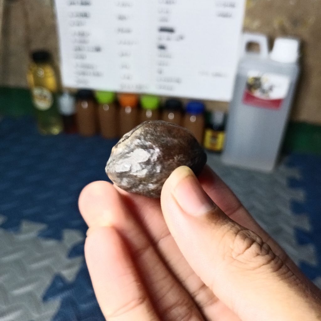 muncang adu jawa x jalim ful cuka