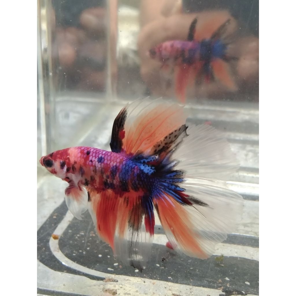 cupang HM multi size M