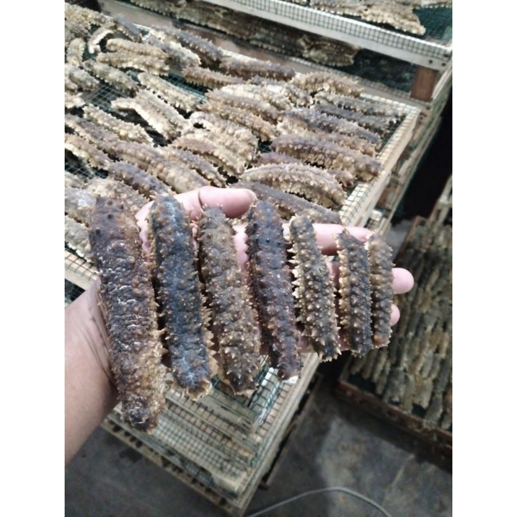 Teripang Duri/Gondrong 100%kering (1kg) mohon baca deskripsi