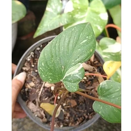 BabyPlant - Homalomena Rubescens 'Stardust Pink' Economis