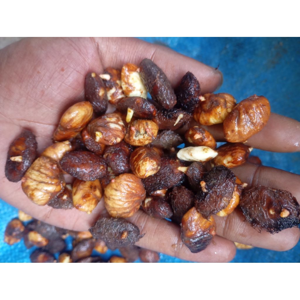 20 biji manggis & 10 kecambah manggis