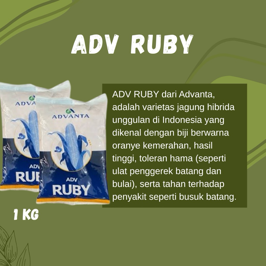 BENIH JAGUNG ADVANTA RUBY 1KG ORIGINAL