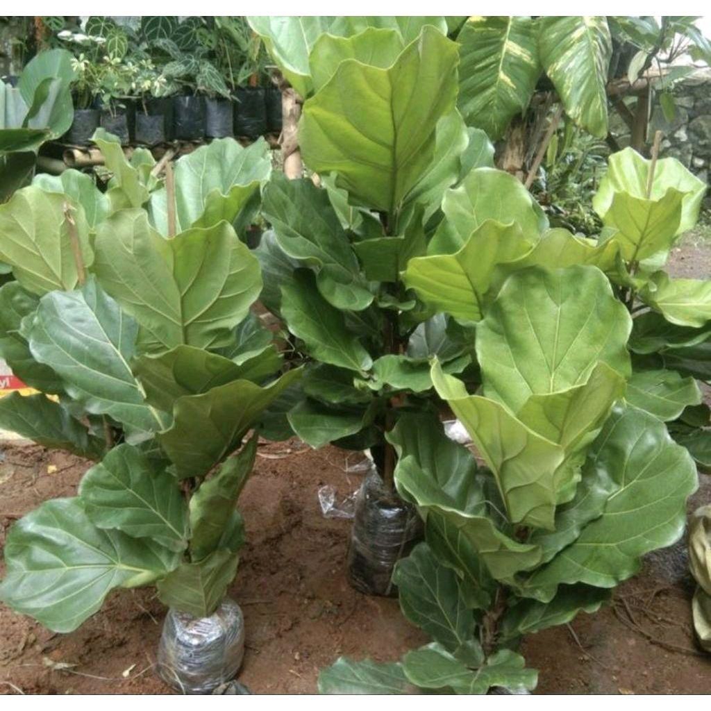 Pohon Ketapang Biola/ Tanaman Hias Ketapang Biola