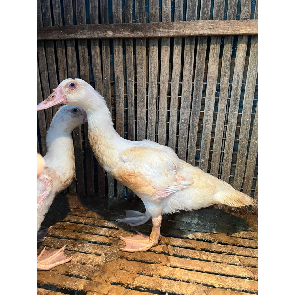 entok jumbo- entok potong - daging entok segar - bebek entok - entok nila - entok manila - entok pot