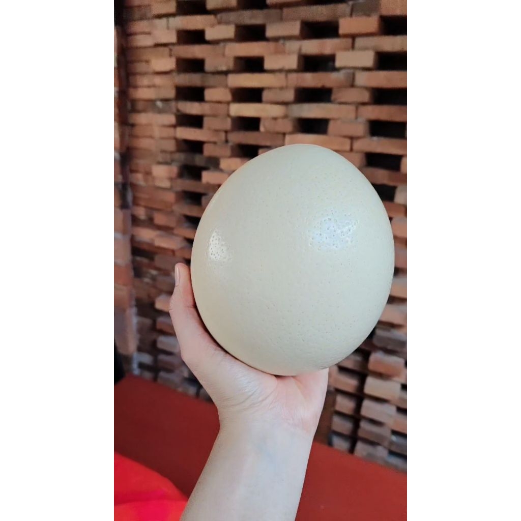 CANGKANG TELUR BURUNG UNTA NO FERTIL (untuk dekorasi)