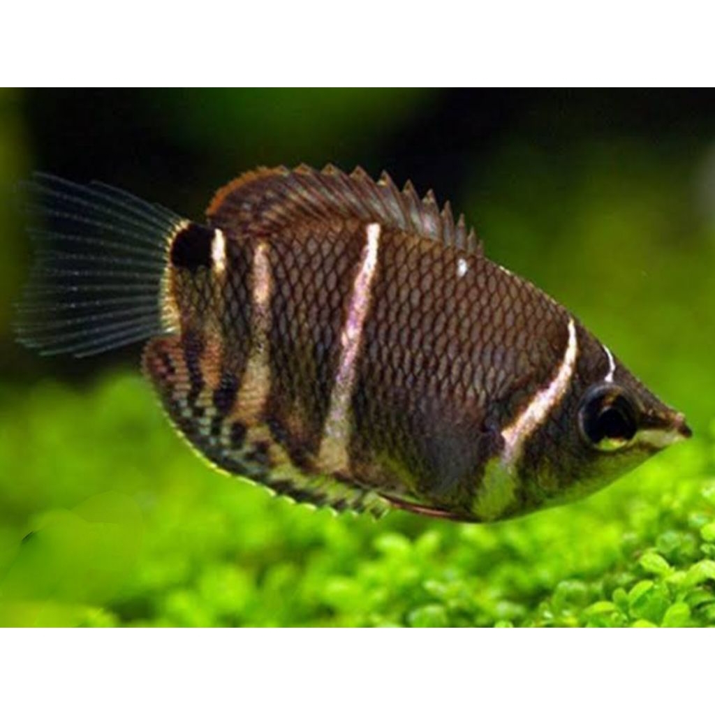 hiasan aquarium mini gurame coklat eksotik di aquascape