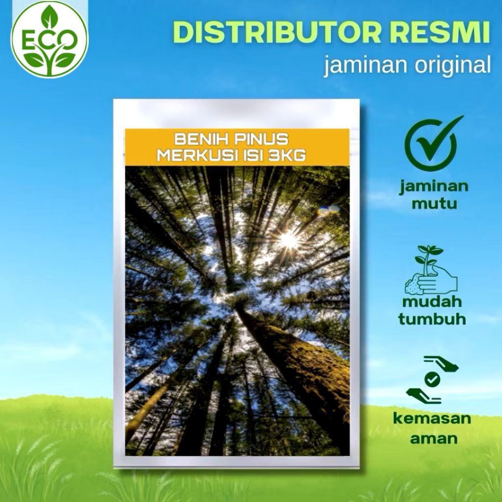 Benih Biji Pohon Pinus Merkusii 3KG siap semai Biji Tanaman Pinus Merkusii - BONUS 300 GRAM