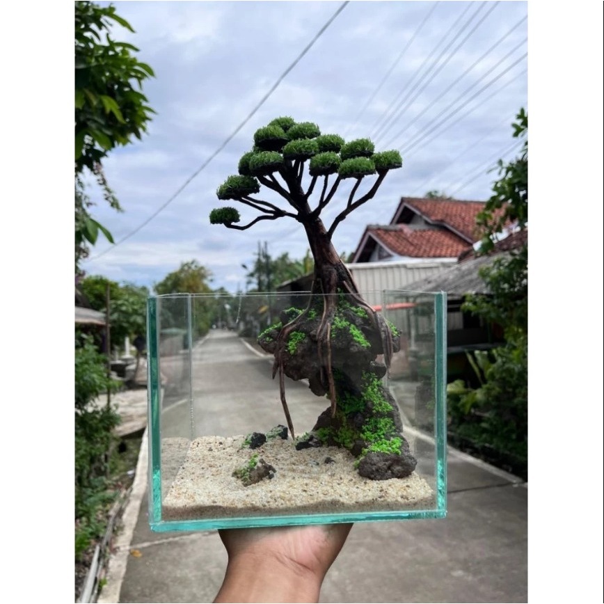 Aquascape Mini Bonsai