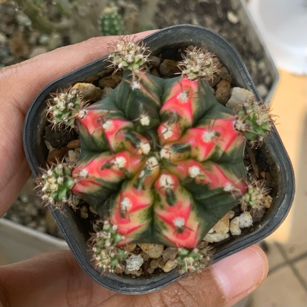 Gymnocalycium mihanovichii multicolor multicolour gymno miha kaktus tanaman hias hidup gurun mihanov